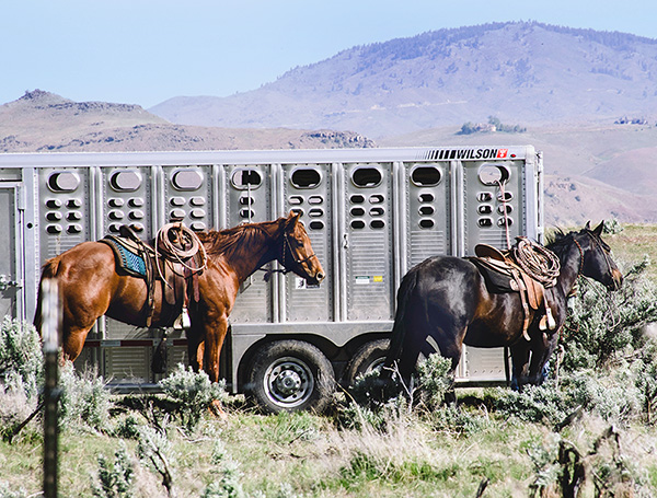 Trailer with 2 horses